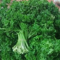 Gambar Daun parsley atau peterseli segar 500gr dari SayurHijau1 undefined 1 Tokopedia