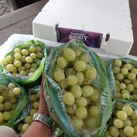 Gambar Lokajaya Fresh Anggur Hijau 1 kg Rasa Manis Tanpa Biji Siap Kirim Same Day & Instant - 1 kg dari lokajayafresh1 undefined 4 Tokopedia