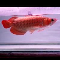 Gambar Arwana Super Red, SUMO Merah, Cek Deskrpsi dari Farha Aquari undefined 2 Tokopedia
