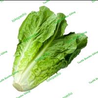 Gambar lettuce romaine / romen 500gr dari Taufik Bumbu Giling undefined 1 Tokopedia