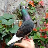 Gambar Burung Dara - Burung Merpati Jantan Dewasa - Beli 2 Ekor Free Jagung dari FaunaCenter_NEW undefined 2 Tokopedia