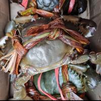 Gambar Kepiting Hidup Berkualitas 1Kg dari IKAN LAUT SEGAR CAK AL FATH undefined 1 Tokopedia