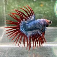 Gambar CUPANG SERIT BETTA CROWNTAIL / CT RANDOM / ACAK IKAN HIAS TOP QUALITY dari QUEEN AQUATICS undefined 4 Tokopedia