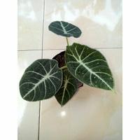 Gambar Alokasia Black Velvet - Daun 2-3 dari Maruf16Shop undefined 3 Tokopedia