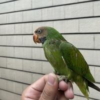 Gambar Betet Jawa Jinak total usia muda dari UK.PARROT undefined 1 Tokopedia
