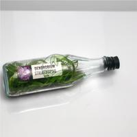 Gambar Anggrek Dendrobium Botolan Isi 45-52 Plant dari OKB orchid undefined 2 Tokopedia
