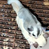 Gambar sugar glider Joey jinak dari reptile Medan 88 undefined 2 Tokopedia