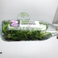 Gambar Anggrek Dendrobium Botolan Isi 45-52 Plant dari OKB orchid undefined 5 Tokopedia