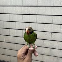 Gambar Betet Jawa Jinak total usia muda dari UK.PARROT undefined 4 Tokopedia