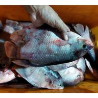 Gambar Ikan Gurame Kualitas SEGAR 1Kg Dan BERGARANSI - /PACK, 1Kg 2/3Ekor dari Fresh Seafood Daily10 undefined 3 Tokopedia