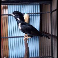 Gambar burung raja perling gacor dorr istimewa langka dari riashop-2 undefined 2 Tokopedia