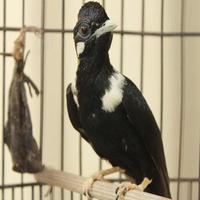 Gambar burung raja perling gacor dorr istimewa langka dari riashop-2 undefined 4 Tokopedia