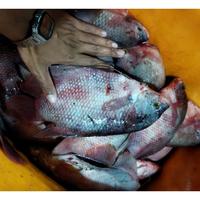 Gambar Ikan Gurame Kualitas SEGAR 1Kg Dan BERGARANSI - /PACK, 1Kg 2/3Ekor dari Fresh Seafood Daily10 undefined 4 Tokopedia