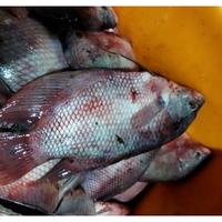 Gambar Ikan Gurame Kualitas SEGAR 1Kg Dan BERGARANSI - /PACK, 1Kg 2/3Ekor dari Fresh Seafood Daily10 undefined 1 Tokopedia