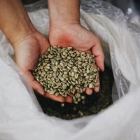Gambar PAKET DRIP KOPI ARABICA CIWIDEY (Single Origin) - Mardika Coffee - 10 pcs dari Mardika Coffee Roastery Etc undefined 5 Tokopedia