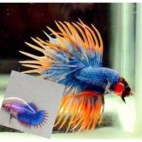 Gambar Ikan cupang Hias Serit - sepasag cupang crowntail dari mimin barokah11 undefined 1 Tokopedia