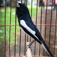 Gambar burung kacer bahan daput dari hananto birds undefined 1 Tokopedia
