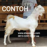 Gambar Kambing Etawa Senduro Jantan A 75cm perah susu kambing PE dari Peternakan Etawa Jaya undefined 2 Tokopedia
