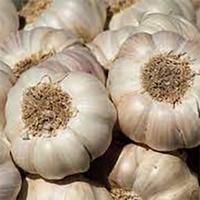 Gambar BAWANG PUTIH Garlic 100 Kapsul Curah Herbal Wasir Sinusitis Psoriasis dari mab herbalindo undefined 5 Tokopedia