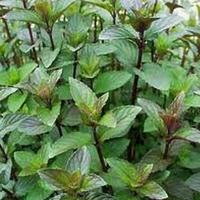Gambar tanaman chocolate mint herbal dari Risma Florist Batu undefined 1 Tokopedia