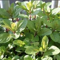 Gambar tanaman chocolate mint herbal dari Risma Florist Batu undefined 2 Tokopedia