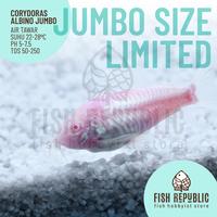 Gambar Jumbo Besar Corydoras Albino Aeneus Algae Eater Ikan Hias Air Tawar - 4 - 6 cm dari Fish Republic undefined 2 Tokopedia