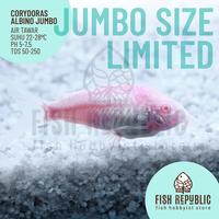 Gambar Jumbo Besar Corydoras Albino Aeneus Algae Eater Ikan Hias Air Tawar - 4 - 6 cm dari Fish Republic undefined 1 Tokopedia