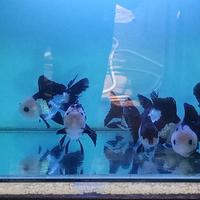 Gambar ikan mas koki panda oranda dari Fazrifish undefined 5 Tokopedia