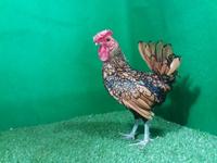 Gambar 1 Paket Ayam Batik (Batik Kanada 1 bln, Batik Kananda & Itali Dewasa) dari Hobi Ternak Store undefined 3 Tokopedia