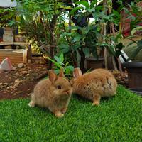 Gambar kelinci nd orange dan Chincilia dari dreamrabbit shop undefined 2 Tokopedia