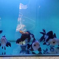 Gambar ikan mas koki panda oranda dari Fazrifish undefined 4 Tokopedia