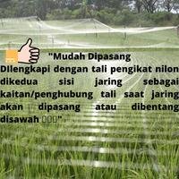 Gambar Jaring Padi / Jaring Burung Pipit / Jaring Pengaman Sawah BONUS 2 TALI - 1mm +/-200mtr dari SAMUDRA MILENIAL undefined 2 Tokopedia