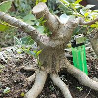 Gambar Bahan Bonsai Sancang Prokar Bonsai Sancang program akar dari galeryqomaru undefined 2 Tokopedia