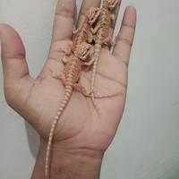 Gambar bd hypo het trans dari ONE EXOTIC PETS SURABAYA undefined 2 Tokopedia