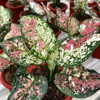 Gambar Aglonema tricolor - Aglonema Three colour - Aglonema murah dari RENDY STORE GLOBAL undefined 1 Tokopedia