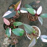 Gambar philodendron pink princess asli dari Tanaman store69 undefined 2 Tokopedia