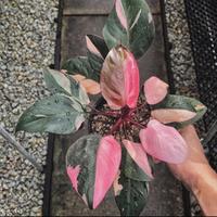 Gambar philodendron pink princess asli dari Tanaman store69 undefined 1 Tokopedia