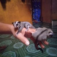 Gambar Sugar Glinder Joey Classic Grey - Betina dari Faa Glider undefined 4 Tokopedia