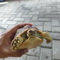 Gambar sulcata 12 cm dari duino's store undefined 1 Tokopedia