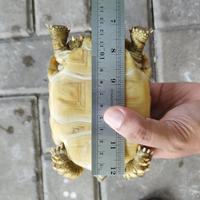 Gambar sulcata 12 cm dari duino's store undefined 5 Tokopedia