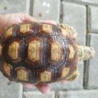 Gambar sulcata 12 cm dari duino's store undefined 3 Tokopedia