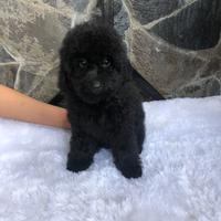 Gambar toy poodle hitam betina dari Novita meiz undefined 1 Tokopedia