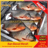 Gambar Ikan Bawal Merah Segar 1kg 3-4 Ekor/Ikan Bawal Tawar/Ikan Segar - 500 gram dari Jakarta Fish Market undefined 2 Tokopedia