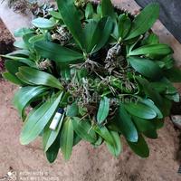 Gambar anggrek bulan amabilis dewasa murah siap bunga size s dari Mist Orchids gallery undefined 4 Tokopedia