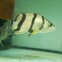 Gambar datz NTT 10 cm dari NH FISH undefined 2 Tokopedia
