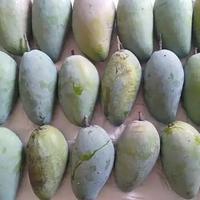 Gambar Mangga Bangkok Thailand Lokal kiojay 3 Kg dari Fresh Fruit Shop1 undefined 1 Tokopedia