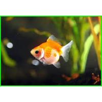 Gambar ikan koki mutiara aquarium dari AyAquascape undefined 2 Tokopedia