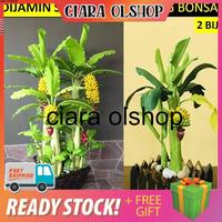Gambar Terlaris COD Bibit bonsai pisang tanaman buah hias unik berbuah dalam dari Harapan Bibit ku undefined 1 Tokopedia