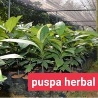 Gambar bibit pohon manggis dari puspa herbal undefined 1 Tokopedia
