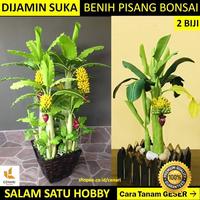 Gambar Terlaris COD Bibit bonsai pisang tanaman buah hias unik berbuah dalam dari Harapan Bibit ku undefined 2 Tokopedia
